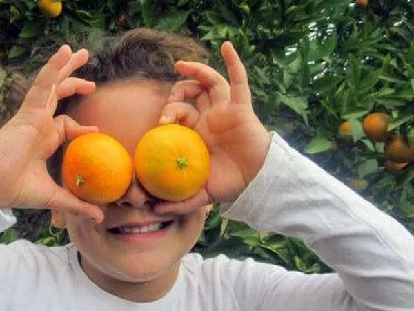 Bild 0: Orangen frisch nach Hause